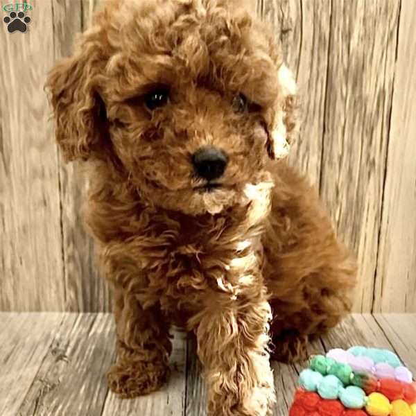 Poppy, Cavapoo Puppy